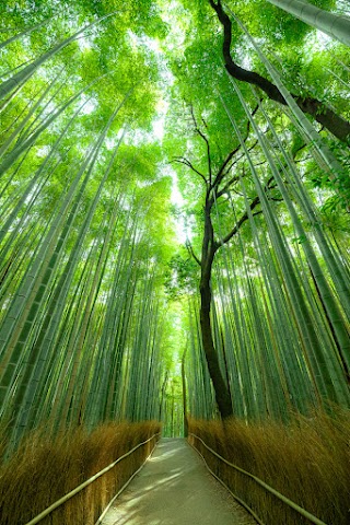 Arashiyama