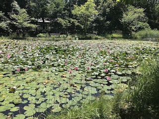 Ōno Pond