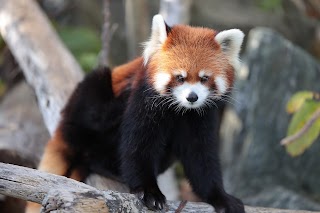 Sapporo City Maruyama Zoo