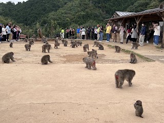 Arashiyama Monkey Park Iwatayama
